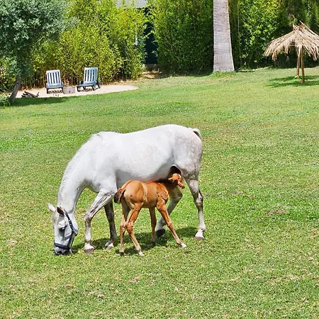 Casa Seahorses B * 신트라