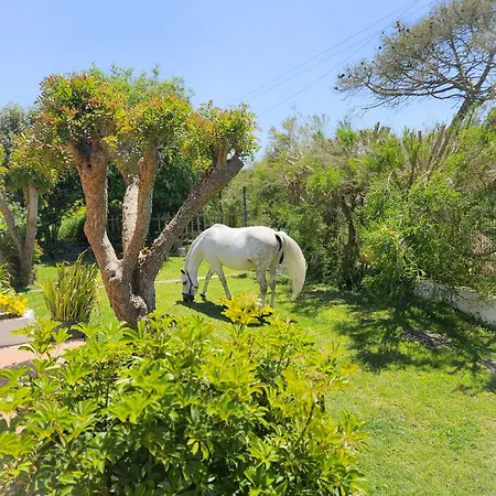 Casa Seahorses B Sintra