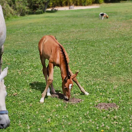 Casa Seahorses B Chalé *