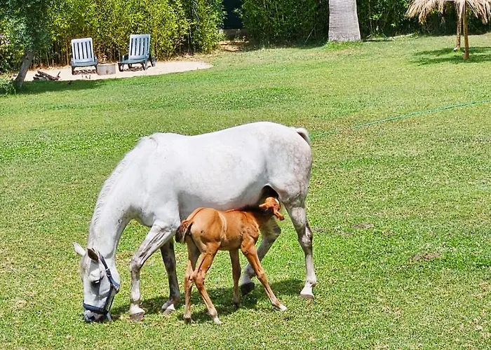 Casa Seahorses B * סינטרה